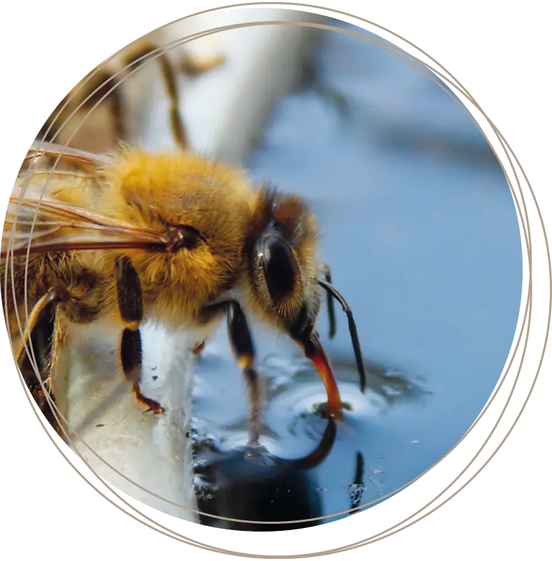 Biene trinkt aus Wildbienen- und Insektentränke