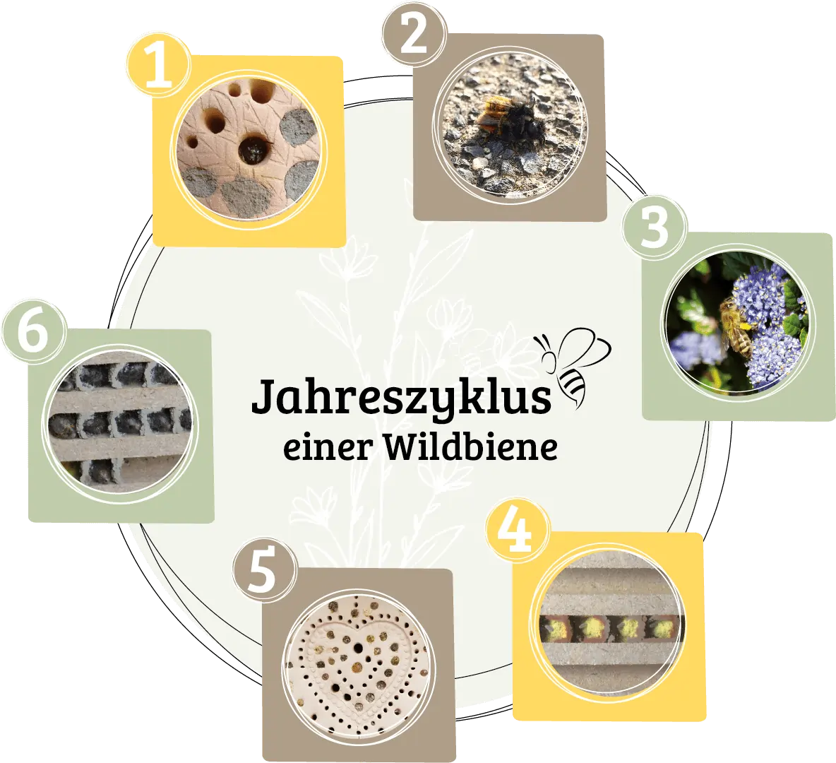 Lebenszyklus (Jahreszyklus) einer Wildbiene